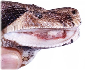 Stomatitis (Mouth Rot) in Pet Reptiles