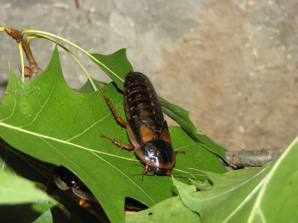The Art of Breeding Dubia Roaches A Complete Guide