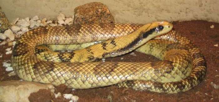 Interesting facts about the false water cobra (hydrodynastes gigas)