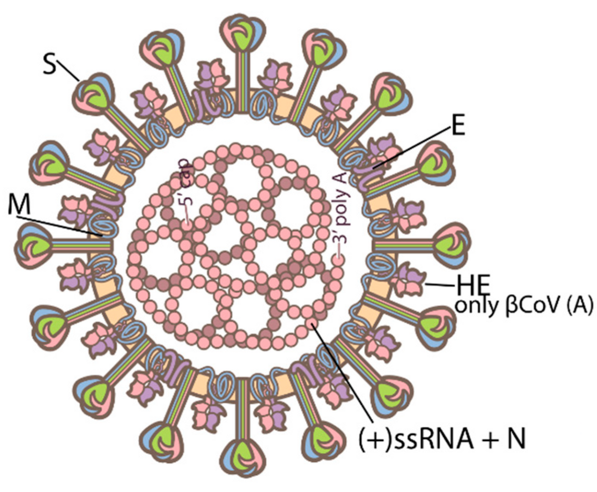 Nidovirus Prevention and Protection Measures for Ball Pythons Post feature image