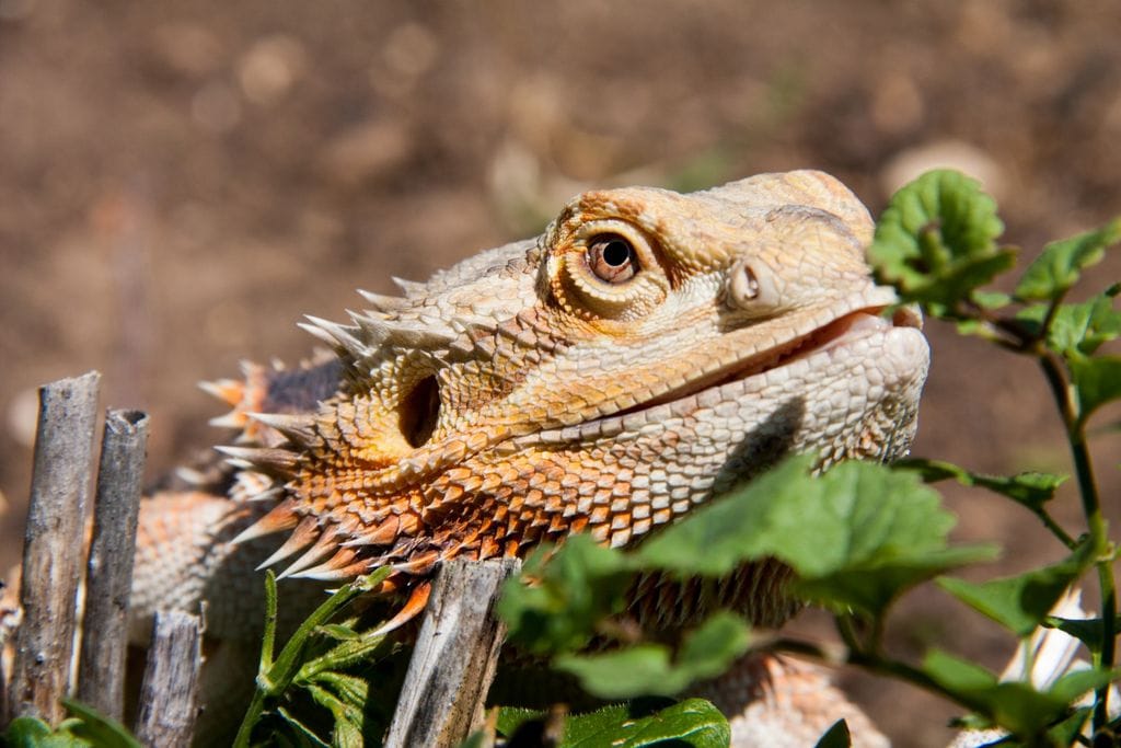 A bearded dragon or pogona vitticeps