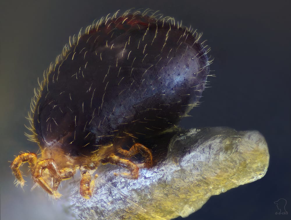 Photo of a snake mite on the edge of a needle