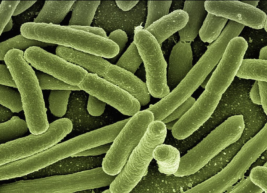 Magnified image of bacteria