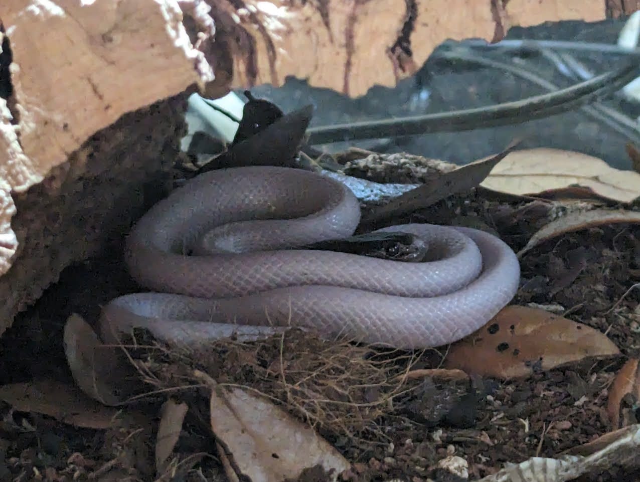 A super pied (false) mussurana, photo by author