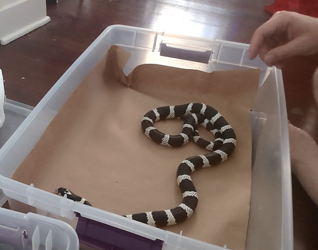 King snake in a quarantine tub, photo by author