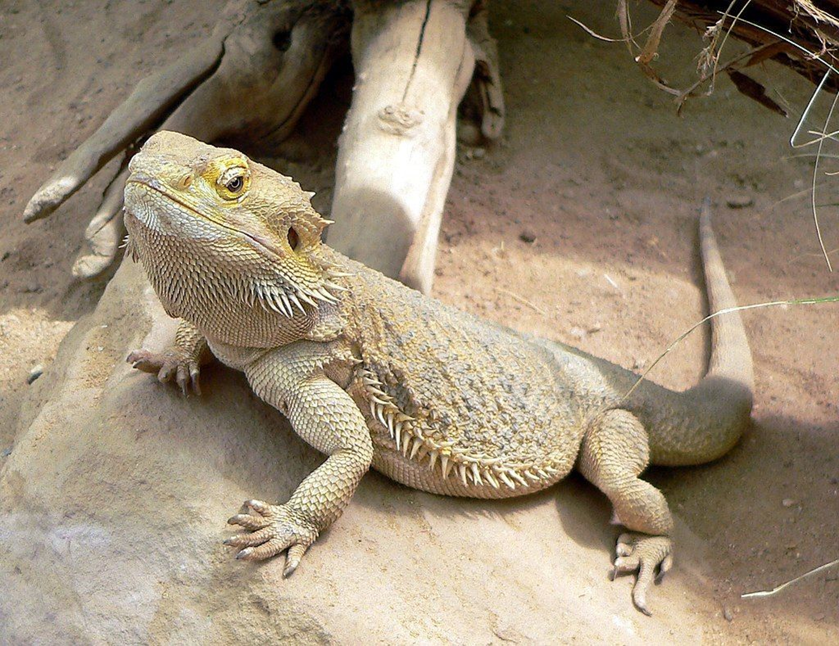 Bearded Dragon Substrate Options feature image