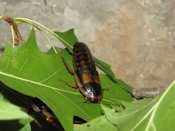 A healthy roach on a green leaf
