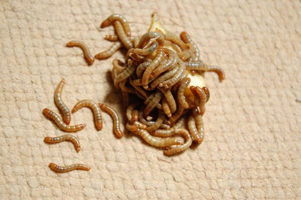 Mealworms, a great staple for many pet reptiles