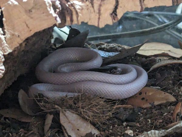 A super pied (false) mussurana, photo by author